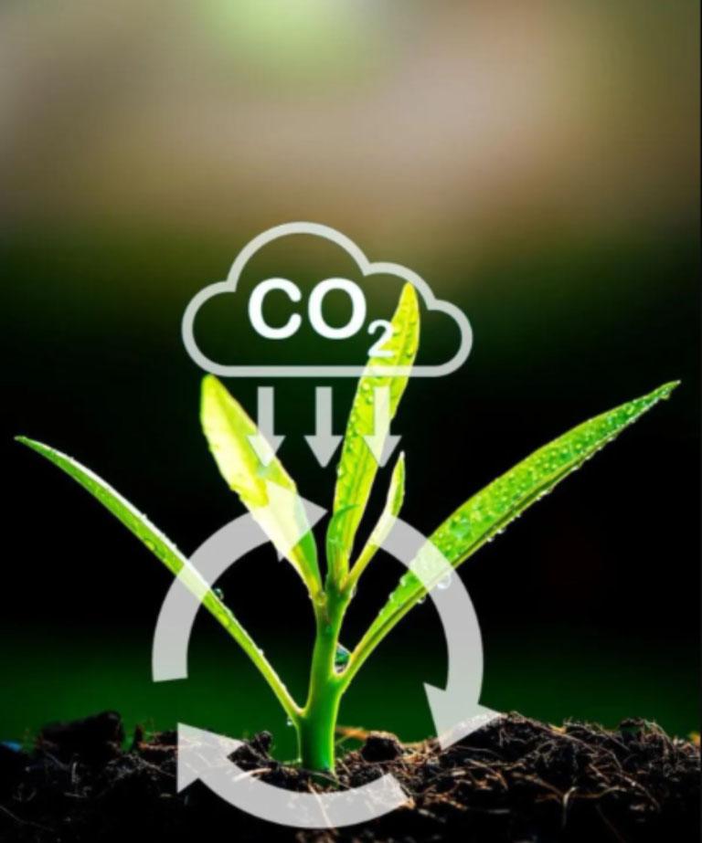 The Carbon Cycle.