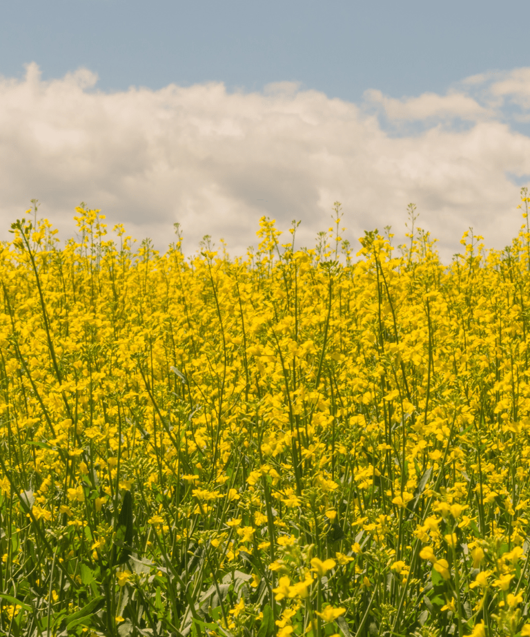 AgTek360 nano solutions supporting crop performance and nutrient efficiency in agricultural fields