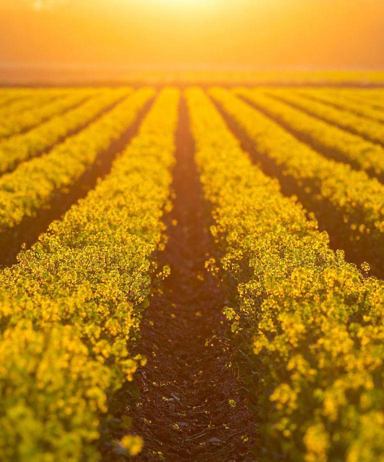 Application of seed row products in agricultural field to improve soil structure and nutrient efficiency