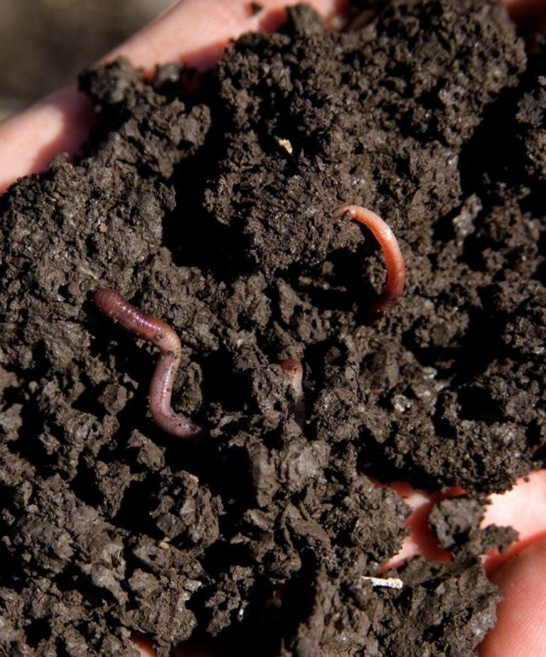 Healthy soil structure with strong root development supported by soil conditioners in agricultural fields