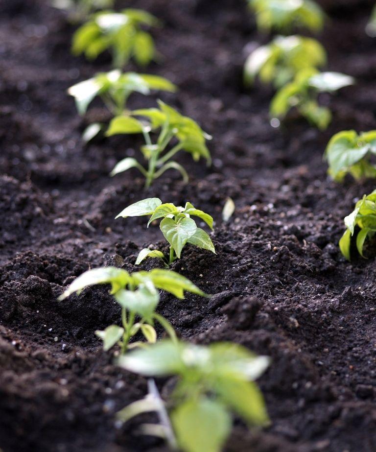 Uniform crop emergence resulting from optimized seed row conditions and nutrient availability