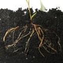 FullCount 6-24-6-1S starter fertilizer supporting early root growth and crop establishment.